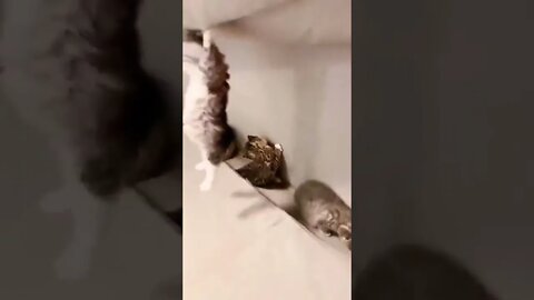 Secret hideout busted...🐈🐾😂😂 #shorts #shortsfeed #clips #shortvideo
