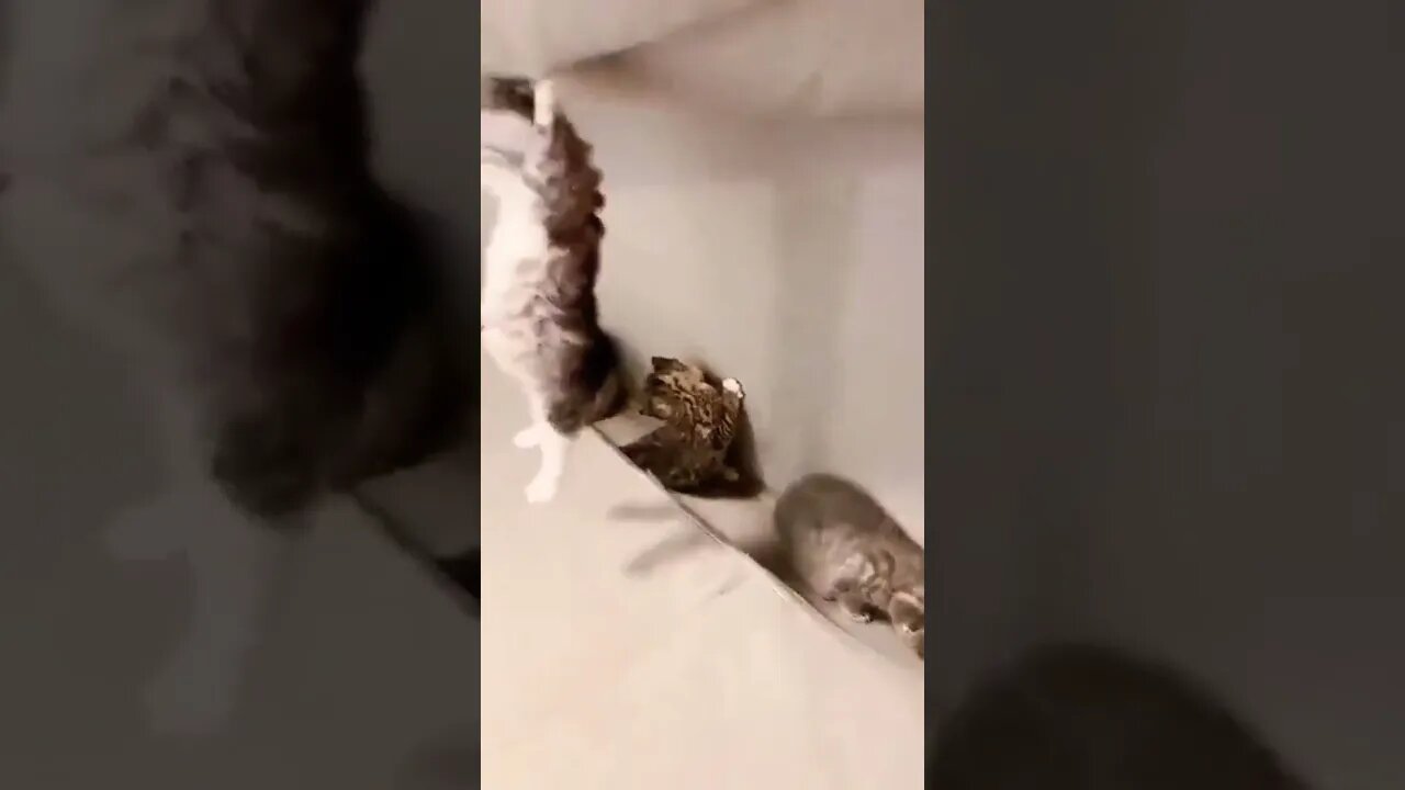 Secret hideout busted...🐈🐾😂😂 #shorts #shortsfeed #clips #shortvideo