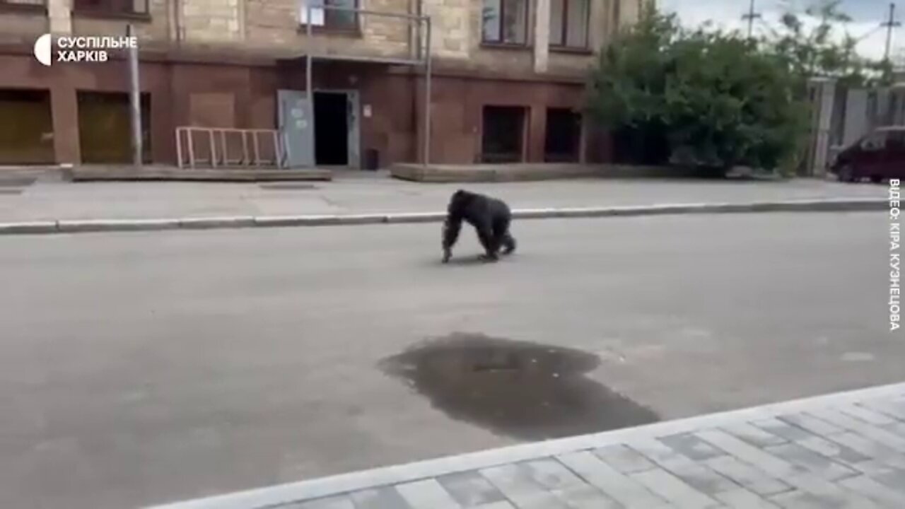 Ukraine In Kharkiv, a chimpanzee escaped from a zoo