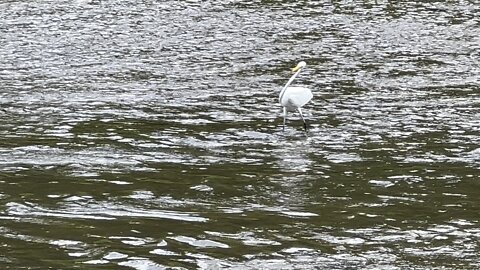 White Egret eating my pet minnows 😊