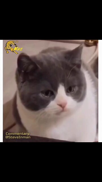 Cougar Kai Cat School