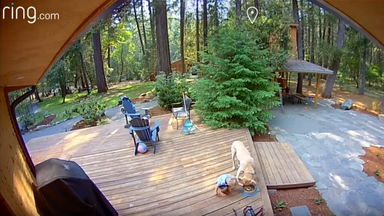 Busted! Little boy caught eating the dog food on the ring doorbell.