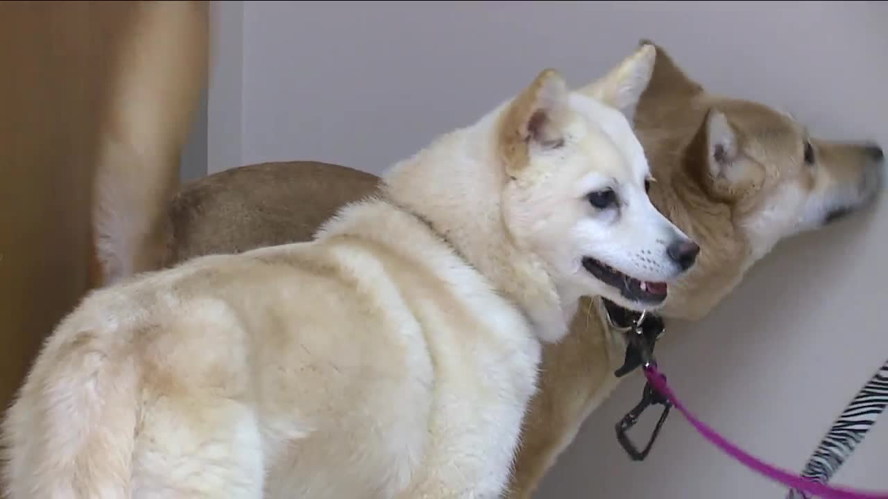 Dogs rescued from foreign meat market, Beirut explosion, available for adoption in Summit County