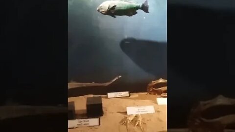 Animal Museum