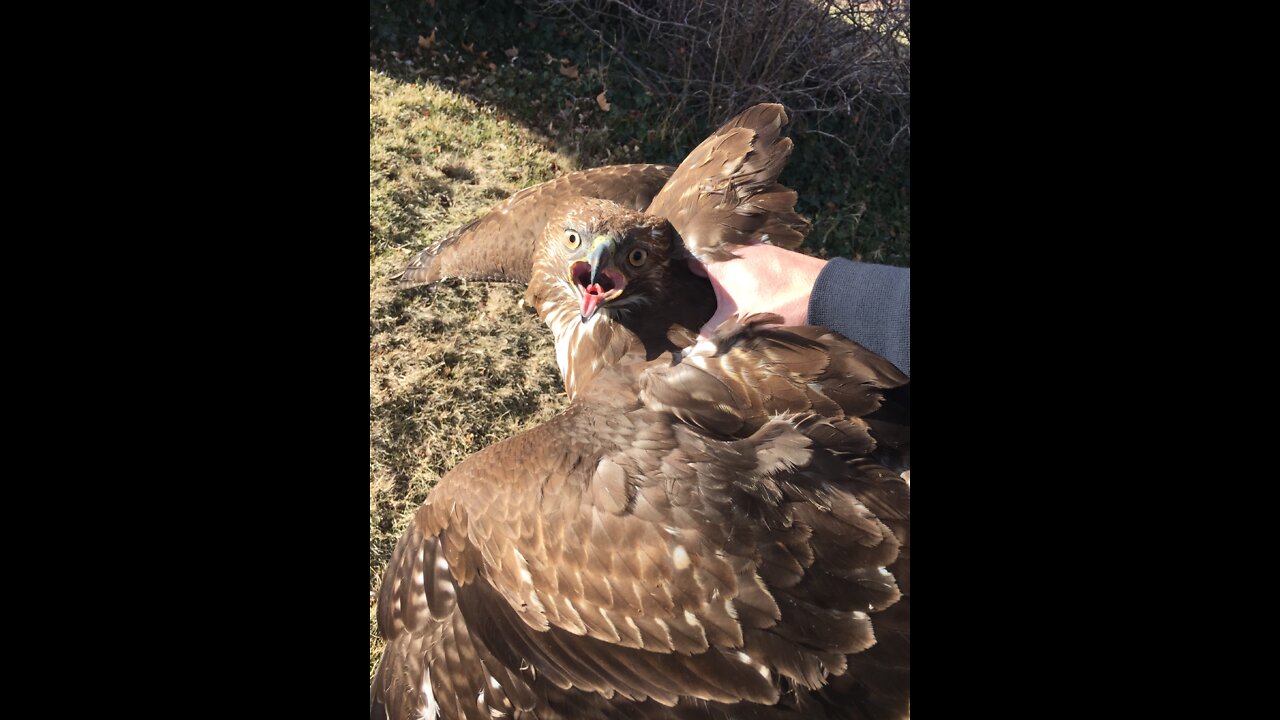 Hawk Standoff and Showdown. Nature Battle for the Yard