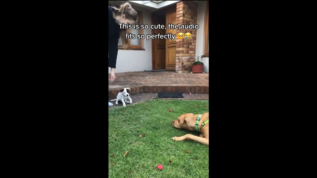 Super Funny Dogs Video #2