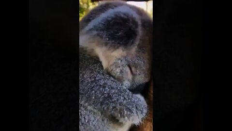 Tão sonolento 💤 e fofo 🐨💤