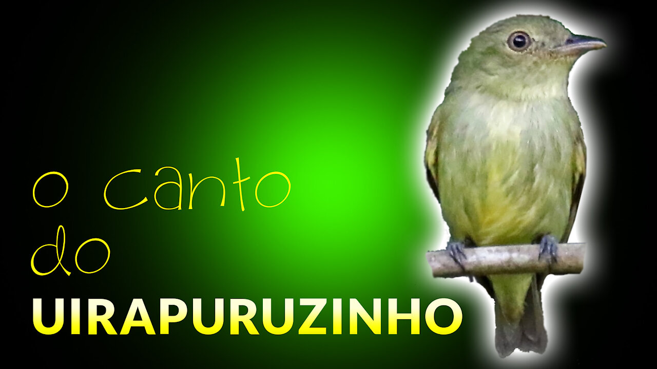 UIRAPURUZINHO - Pássaros Cantando na Natureza ao Amanhecer | Vida no Campo