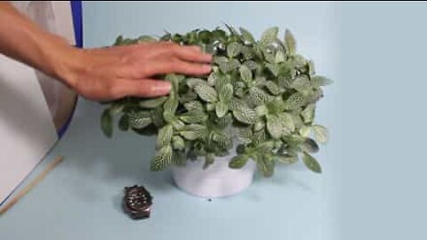 Timelapse-video kuivuneen kasvin elpymisestä