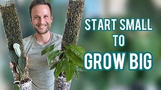 WANT LARGE PLANTS? Start small!