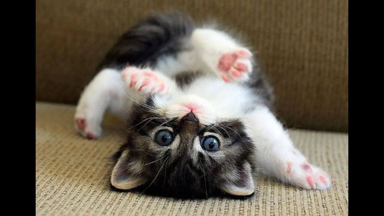 COMPILED VIDEO OF VERY FUNNY BEAUTIFUL ANIMALS - TRY NOT TO FALL IN LOVE