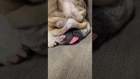 Had a Long Day 🛌 #dogsofyoutube