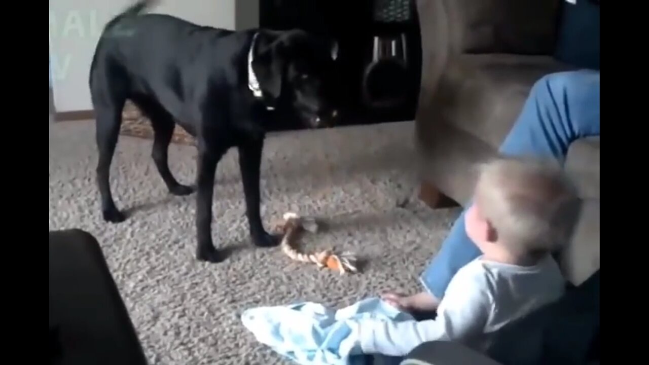 Funny dog ​​runs from side to side to make the baby laugh.