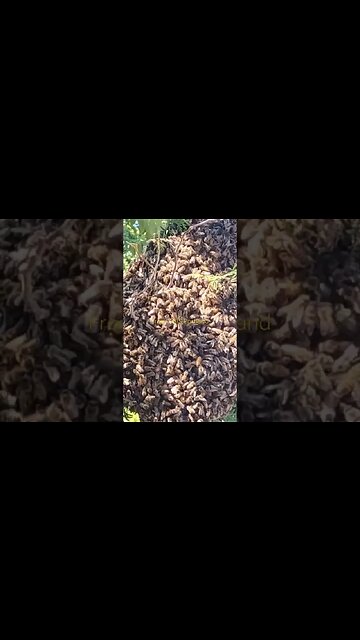 The Portland Buzz After June 13th 2023 From THIS Portland is