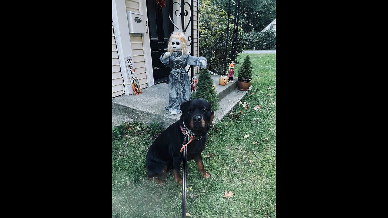 Spooky Rottie