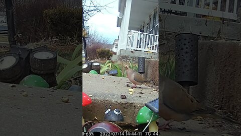 This Poor Dove Was Choking On A Seed #Shorts 😬