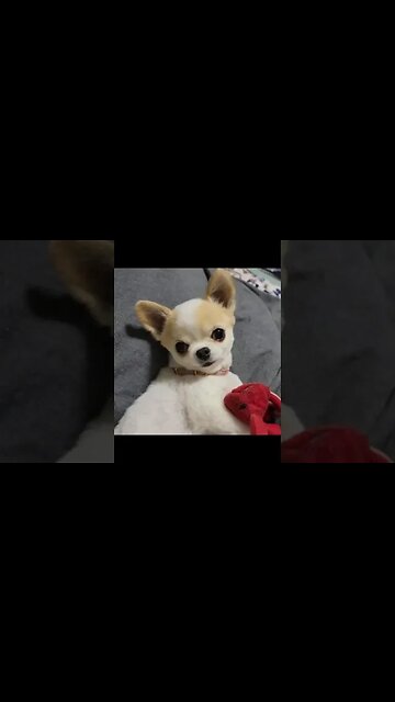 Chihuahua Goes Viral...You Won't Believe What Happens Next!