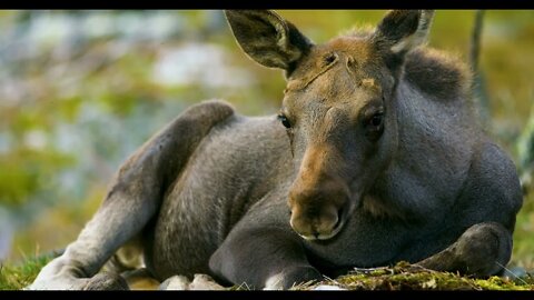 Close-up of a young moose calf on the forest floor
