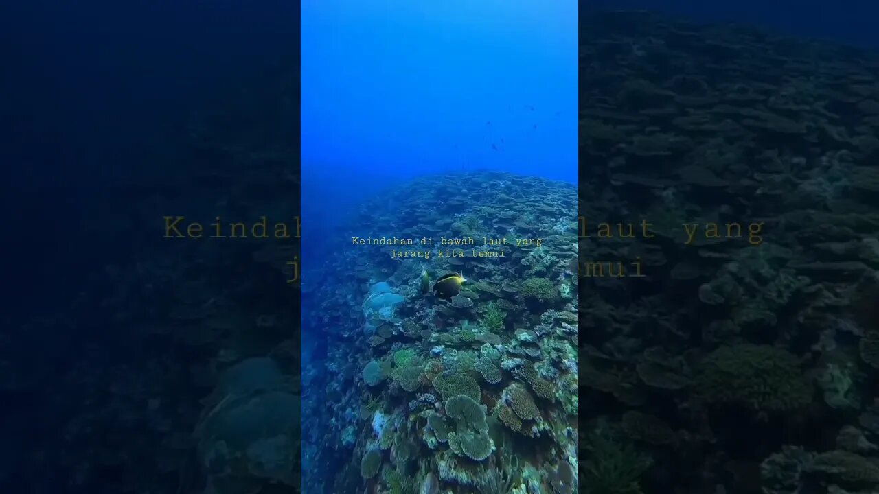 A pair of very beautiful fish that adorn the underwater beauty