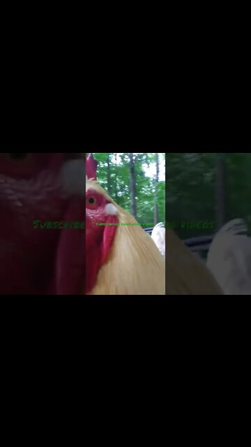 Rock Out With Ya Càck out