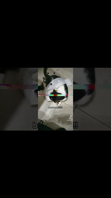 #psychostick #beer #comedy #metal #zorro #catsoftiktok #jmek #caras