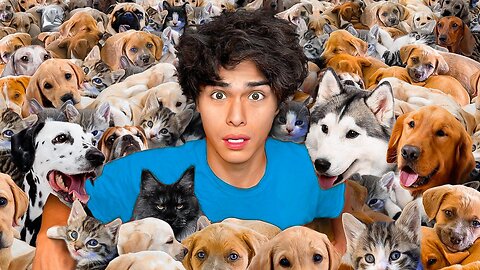 adopted 100 pets