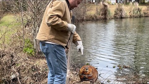 Beaver Battle at the Dam pt2