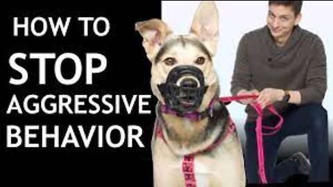 How To Train Your Dog To STOP SNAPPING at People (Stop Aggressive/Reactive Behavior)