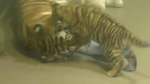 Adorable endangered Amur tiger cub plays with mom at Toronto Zoo