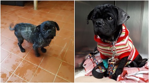 little dog Was No Longer Needed For Breeding, So They Tossed Her Out Of A Van.