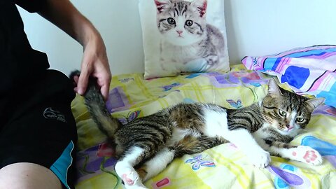 This Cat Is Chilling on the Bed