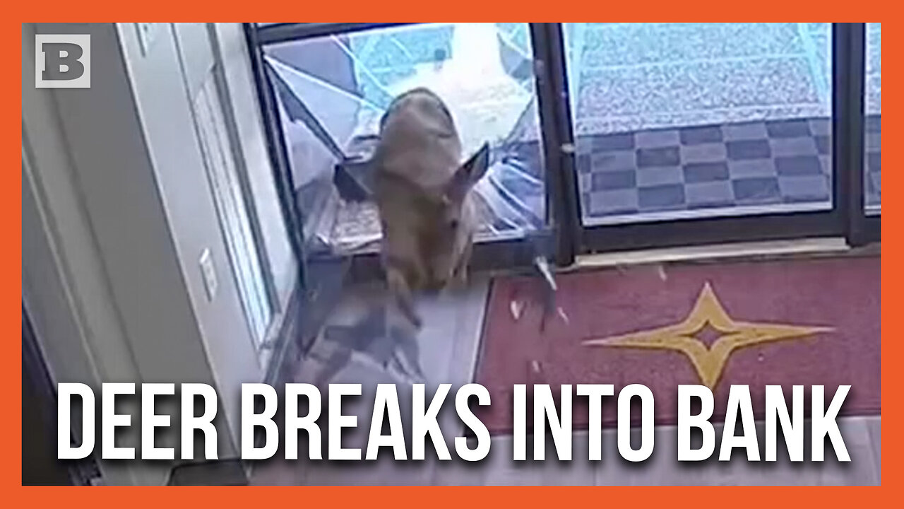 Alleged Money-Hungry Deer Busts Through Glass to Get Into Bank