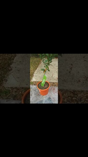 Self sustainability garden Orange & Lemon Trees