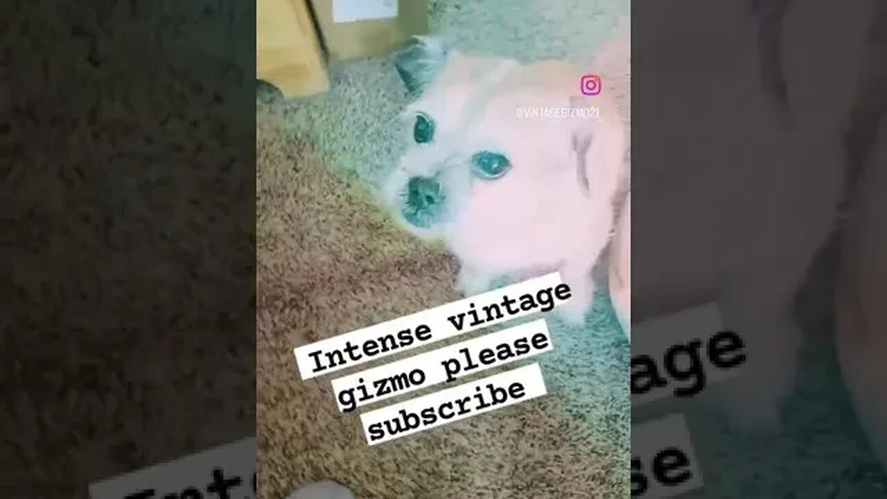 INTENSE GIZMO