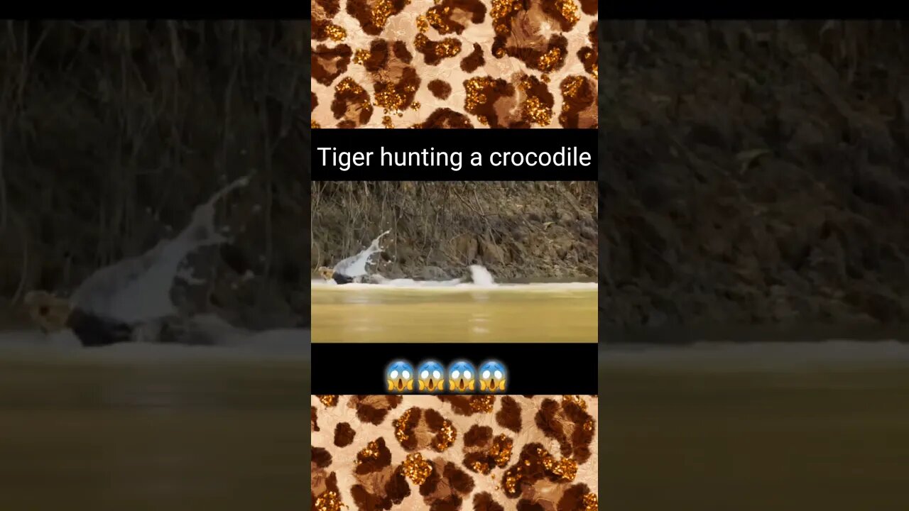 Tiger Hunting A Crocodile 🥶😱🔥 #shorts #short #youtubeshorts #crocodiles