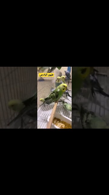 مجموعة من طيور البادجى هوكو كيوت روعة مرحبا