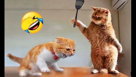 Funniest Animals