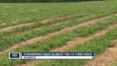 Pick-your-own strawberry season right around the corner