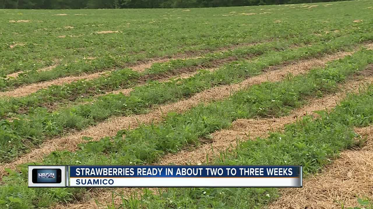Pick-your-own strawberry season right around the corner
