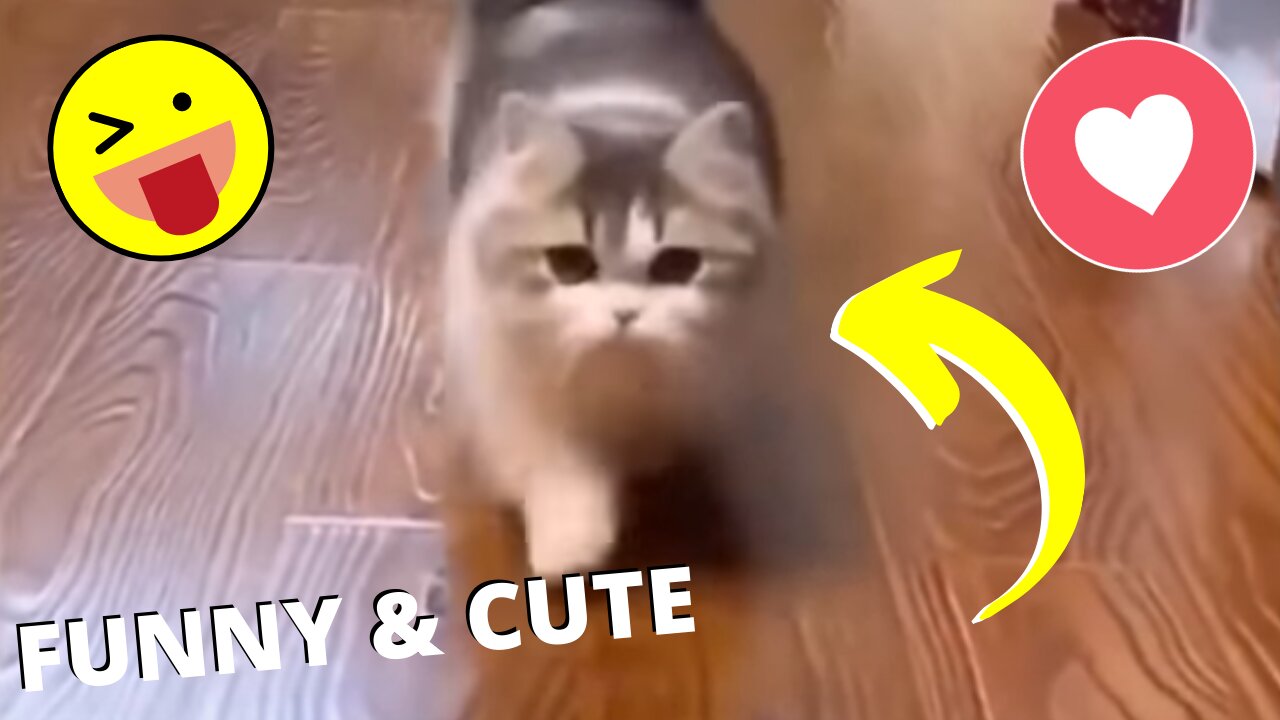 Funny and Cute Pet's Life #053