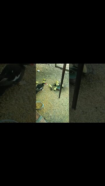 Ducklings are swimming and drinking in the chickens water bowl