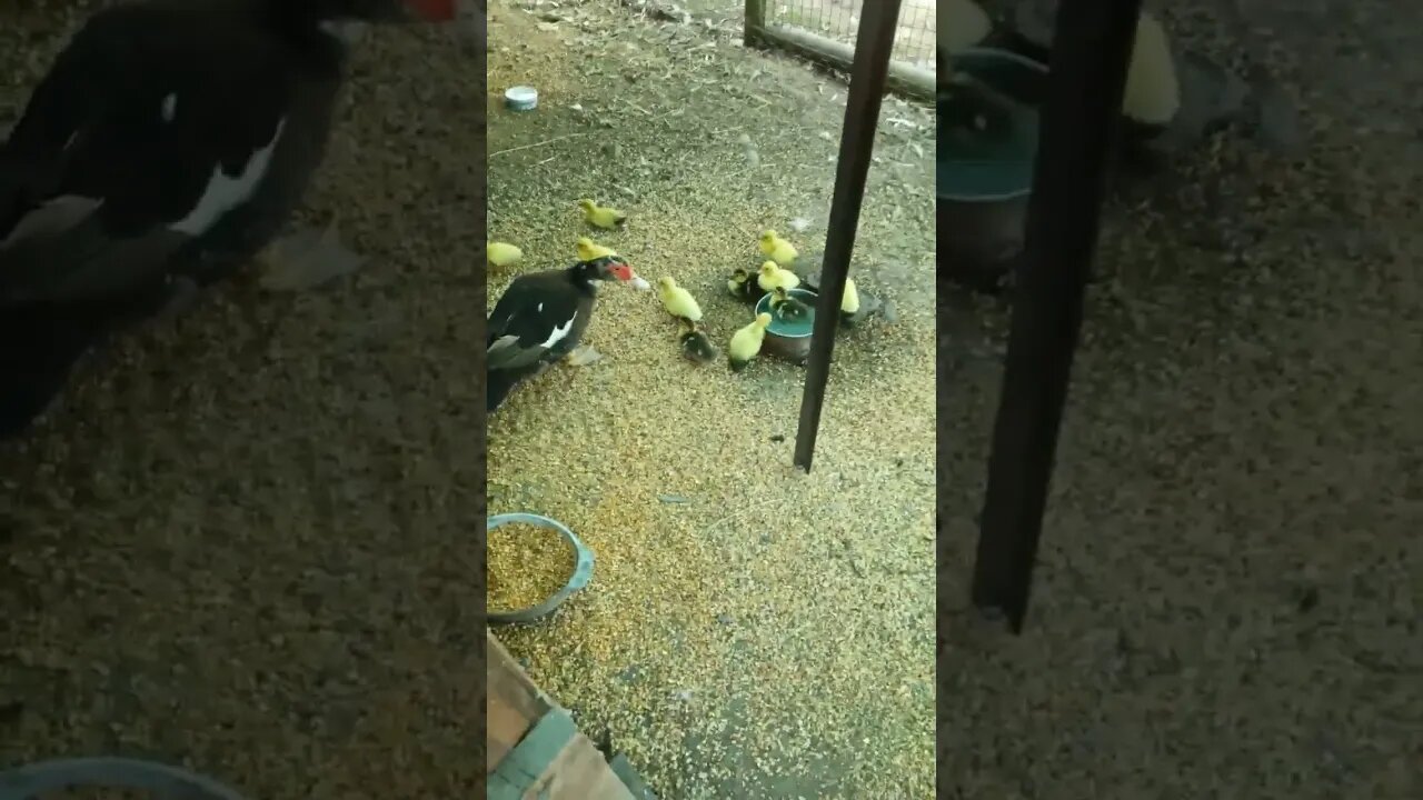 Ducklings are swimming and drinking in the chickens water bowl