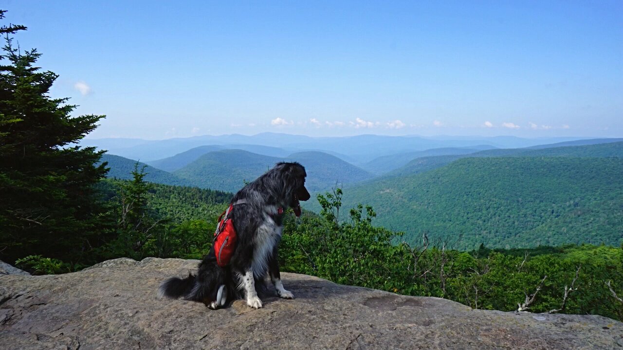 Plateau Mt - Dog Hike