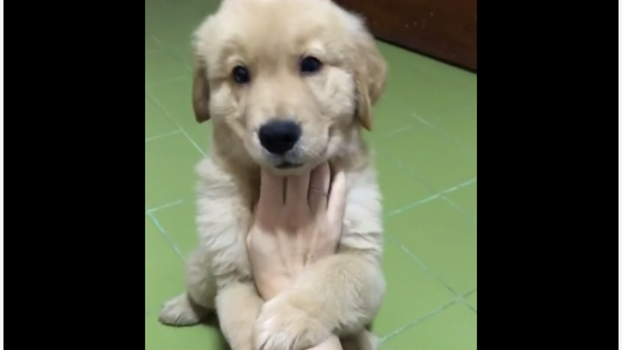 Puppy adorably grabs hold while being scratched