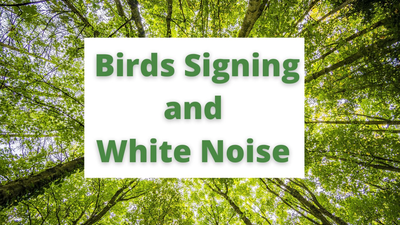Bird's signing. Nature's sounds.