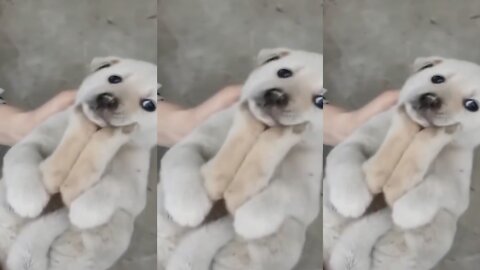 Puppy having a great love time