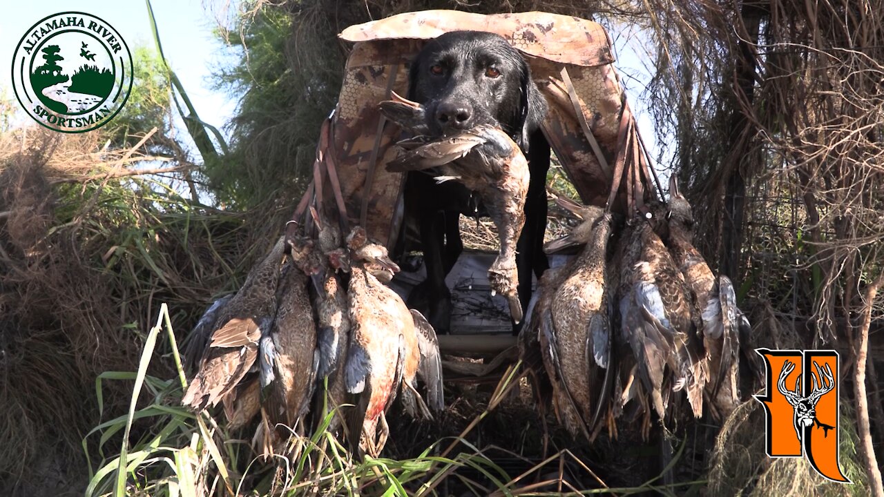 Season 3, Ep. 9: Blue Wing | Altamaha River Sportsman