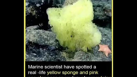 Did you Know that Marine scientist have spotted a real -life yellow sponge and pink