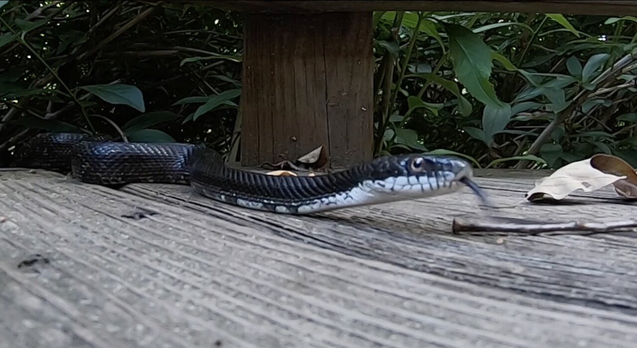 Snake on the deck