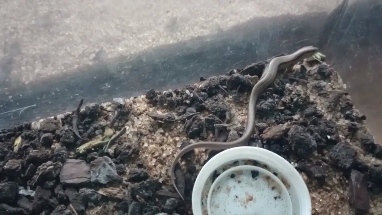 A LITTLE BROWN SKINK HUNTING A GREEN-STRIPED GRASSHOPPER (10/03/23) 🎶